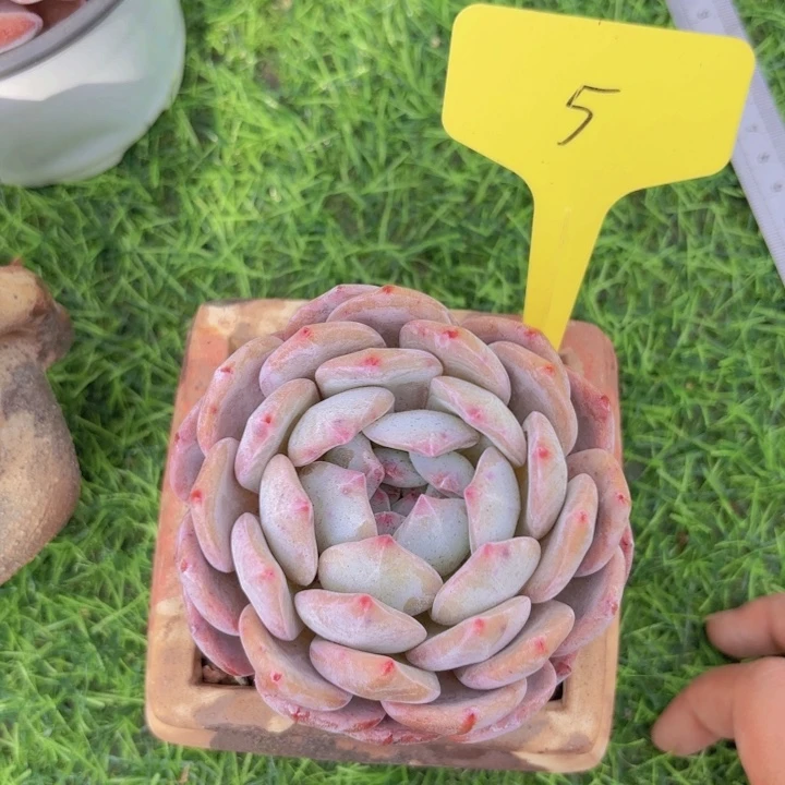 L*M啦啦拉啦啦啦啦啦