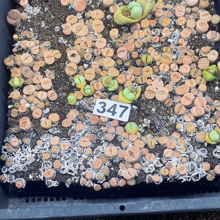 347 生石花一物的图如图带盆