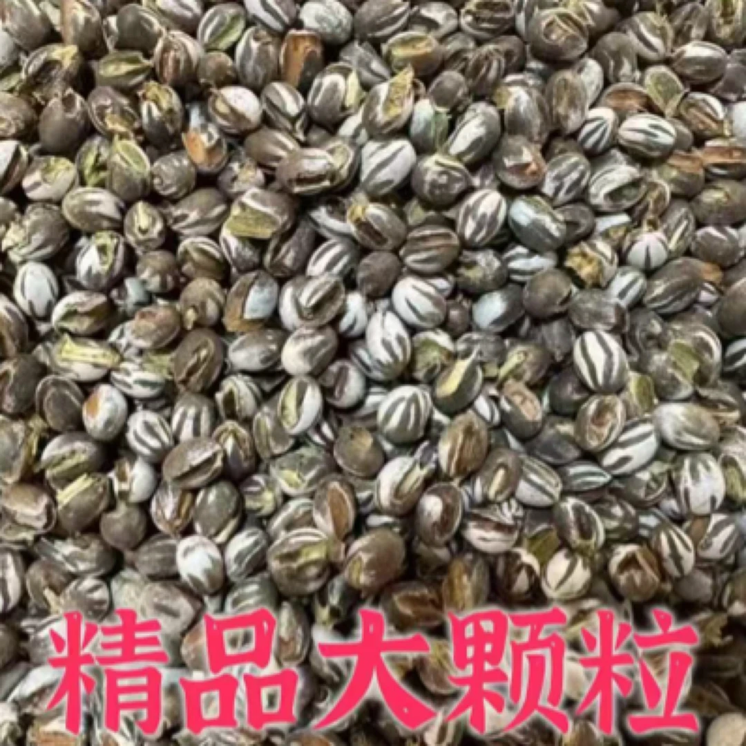 大颗粒500克1200颗粒左右)适合吃 盐爆杨拉罐坦克虫高蛋仓鼠松鼠