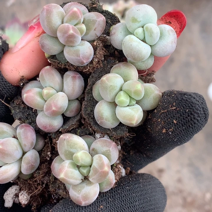 蛋黄奶 5颗  咖啡奶5颗   包邮