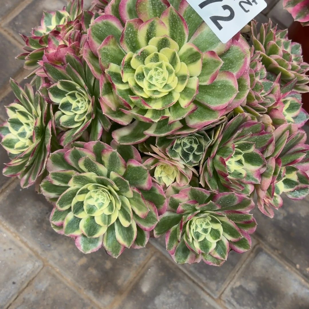 欣***莲粉体海王老桩872肉肉肉