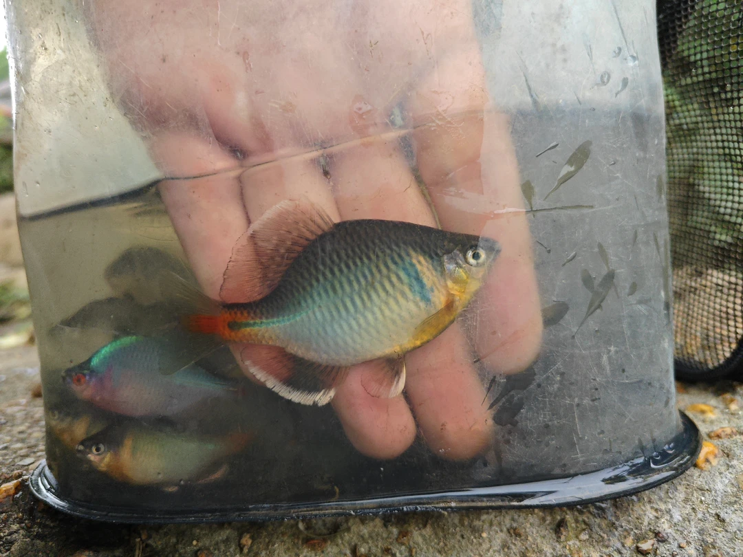 包笼 景德镇白边