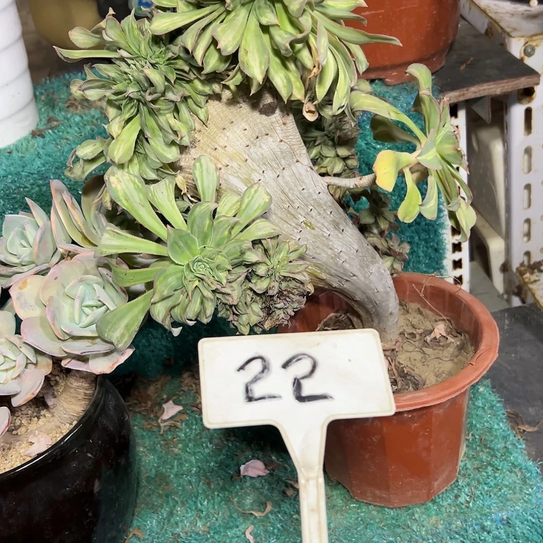 多肉植物幻影缀花22