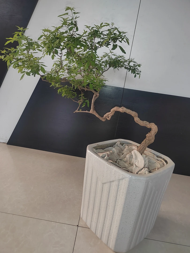 家有黄荆，万事亨通，盆栽会带来好运，生活的美无处不在。