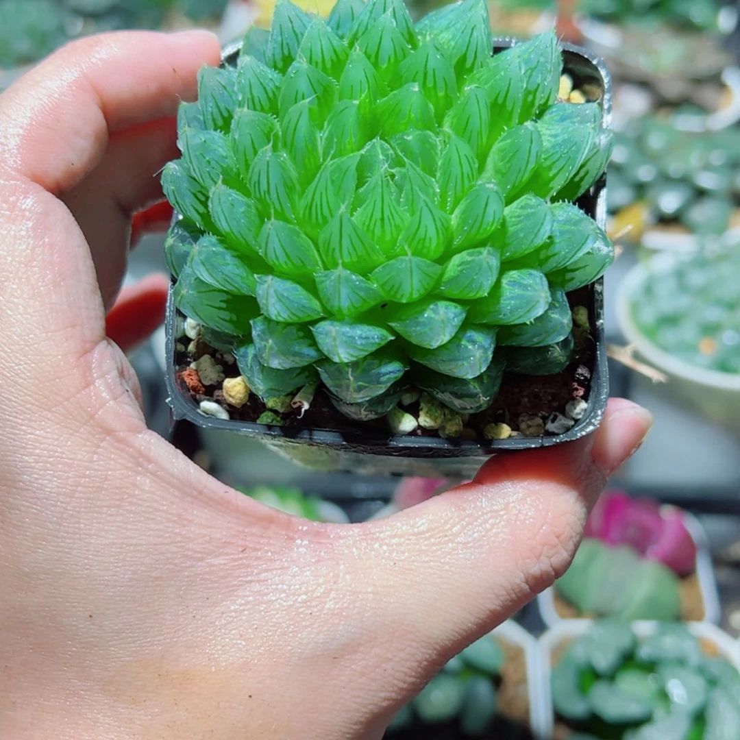 【闪购商品】实生玉露