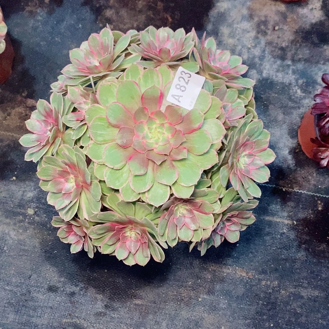 莲花座825多肉11111