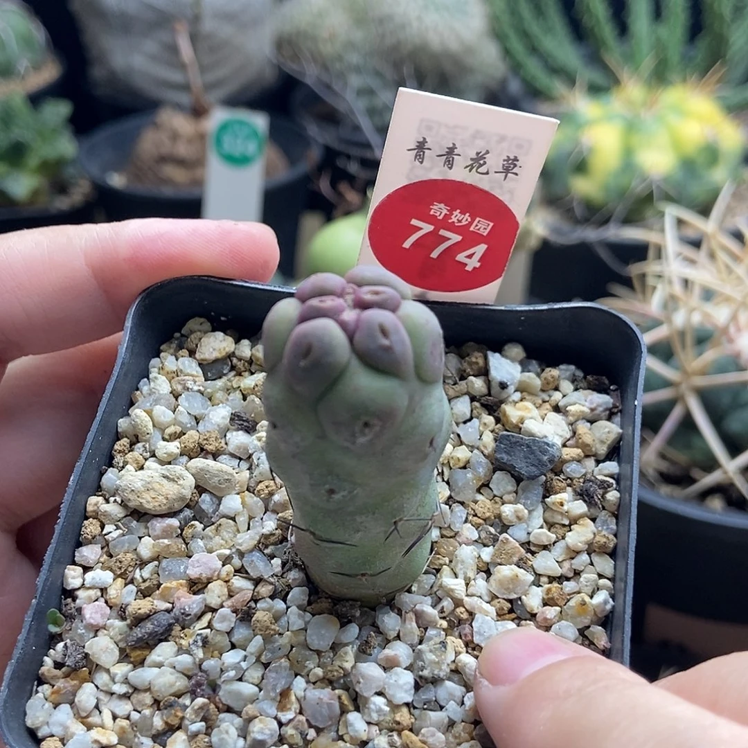 实生习志野2.1cm一棵仙人球