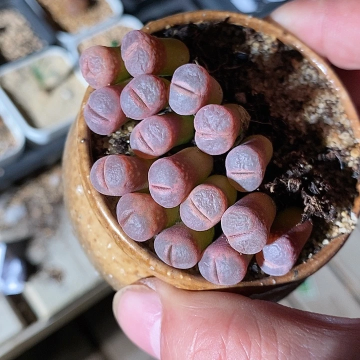 16303。    c10风铃一颗