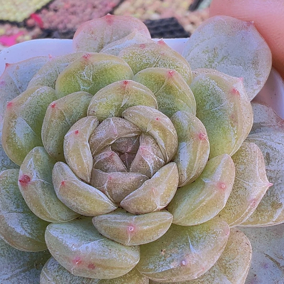 单头白脸19部包邮多肉