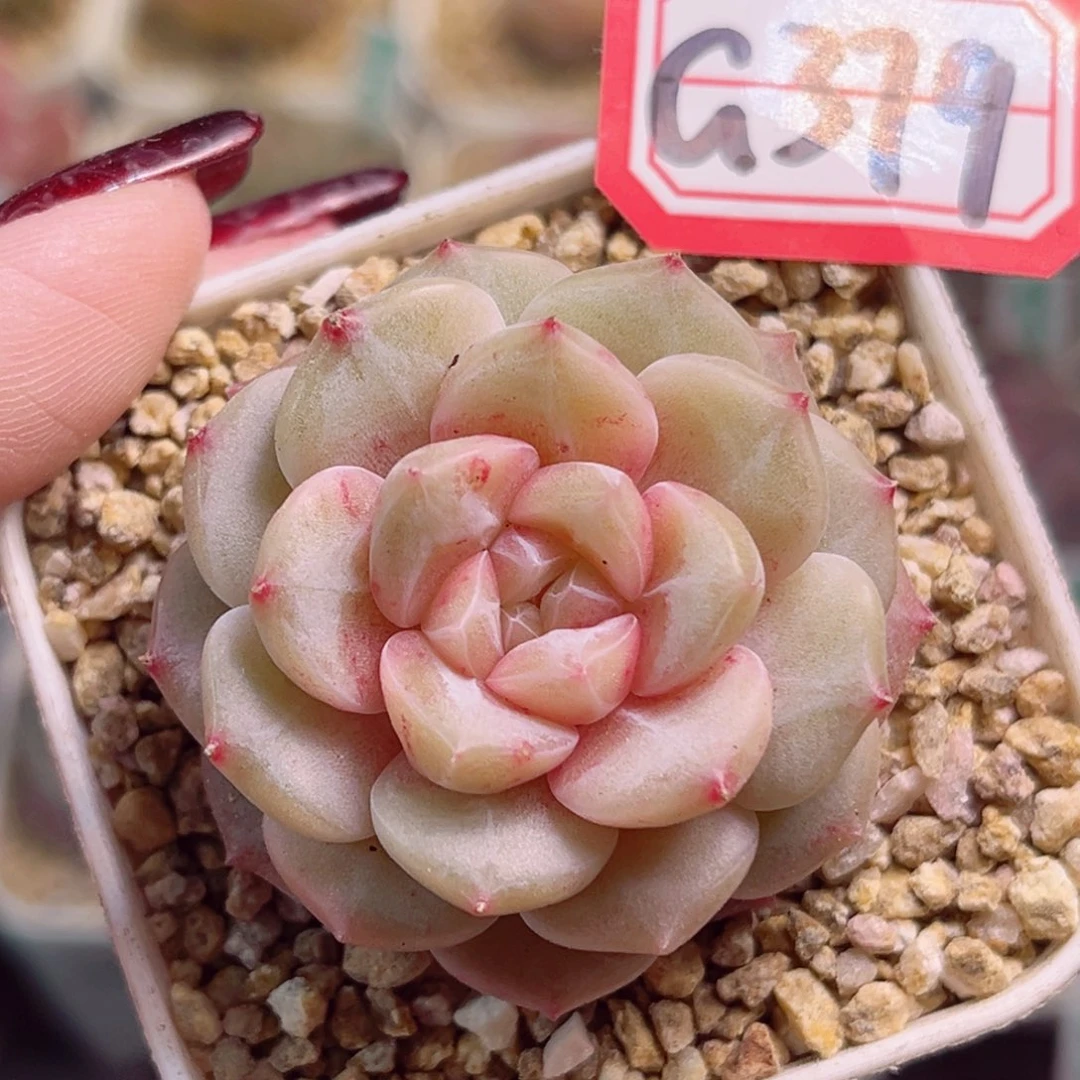 G379一物一拍 棉花糖