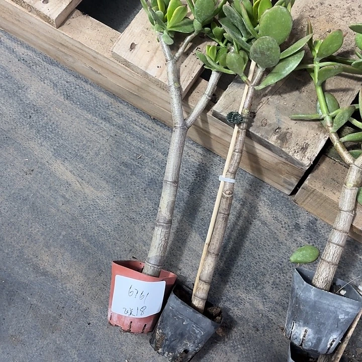 飞***店当前无花栽培后可以开花黄金 红叶18