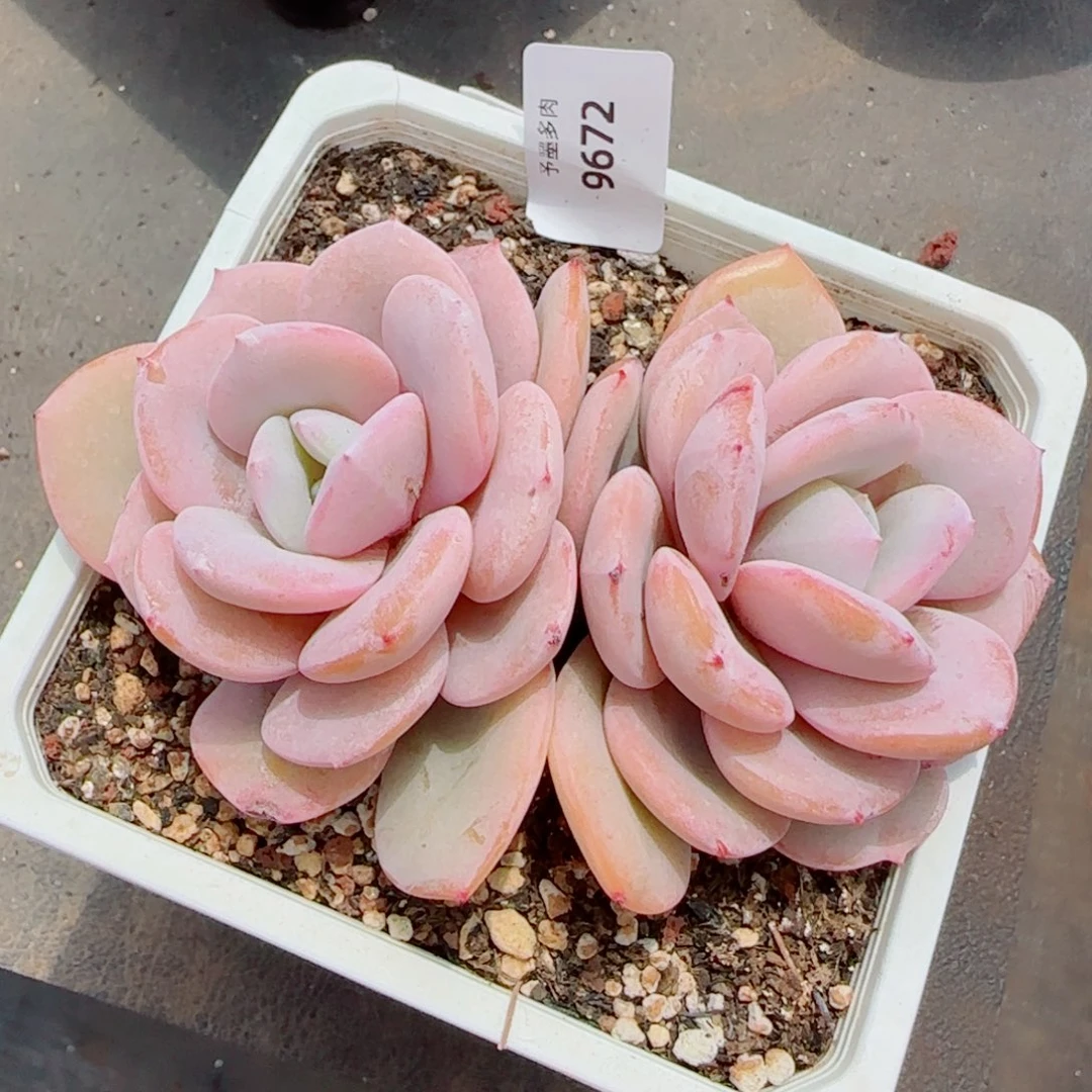 奶茶，9672多肉植物