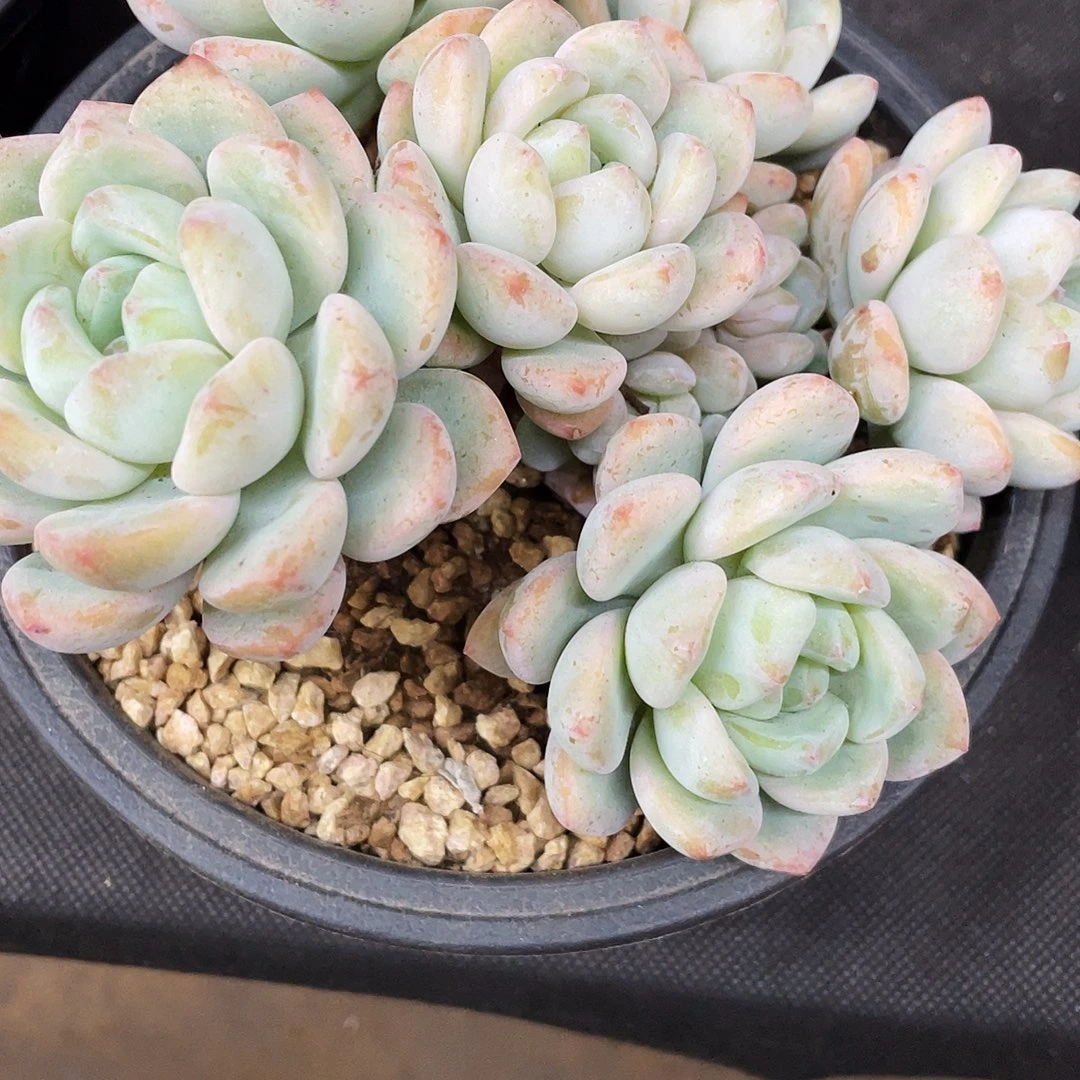 小***ゅ章鱼姐多肉链接的