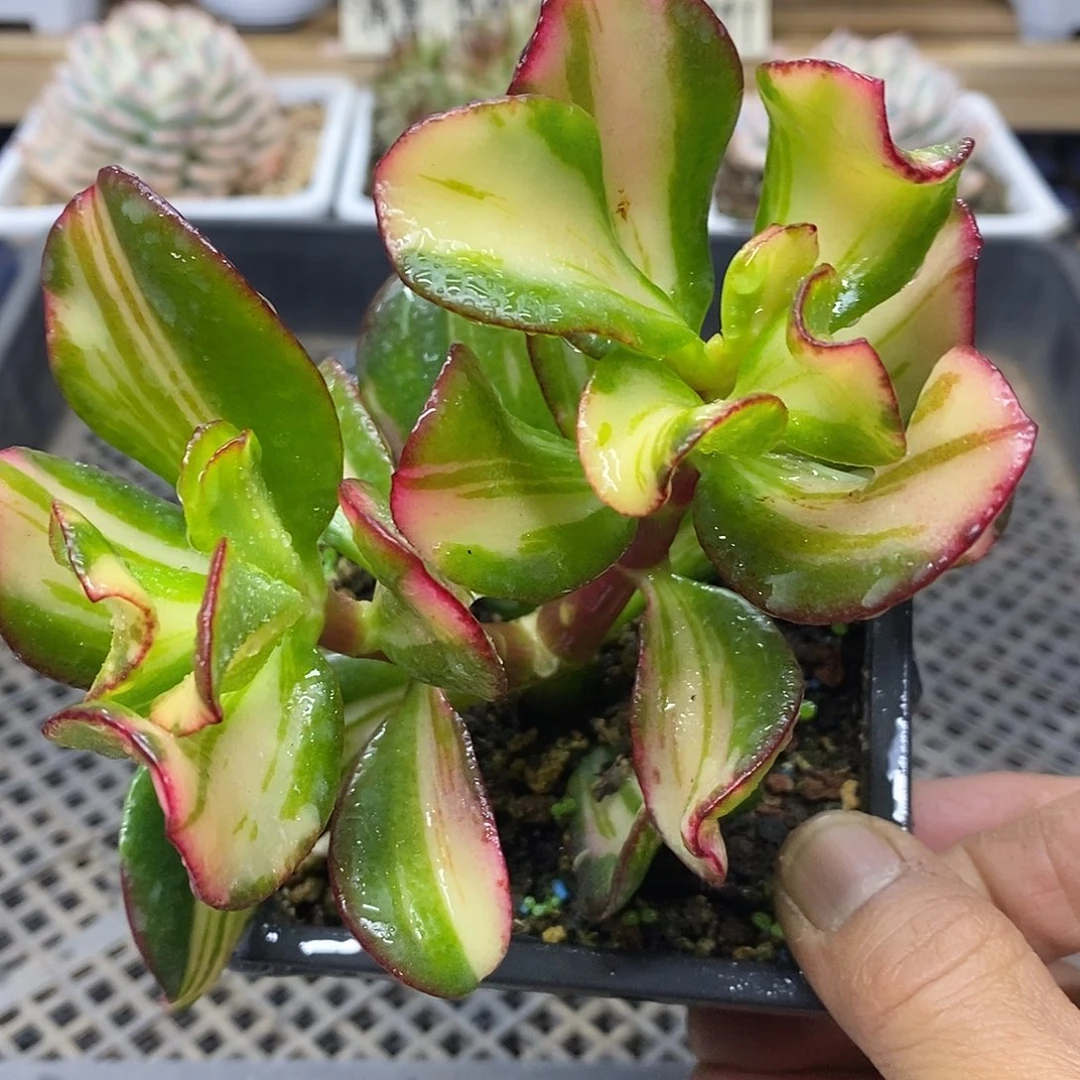 2401 七彩蝶锦自然群
