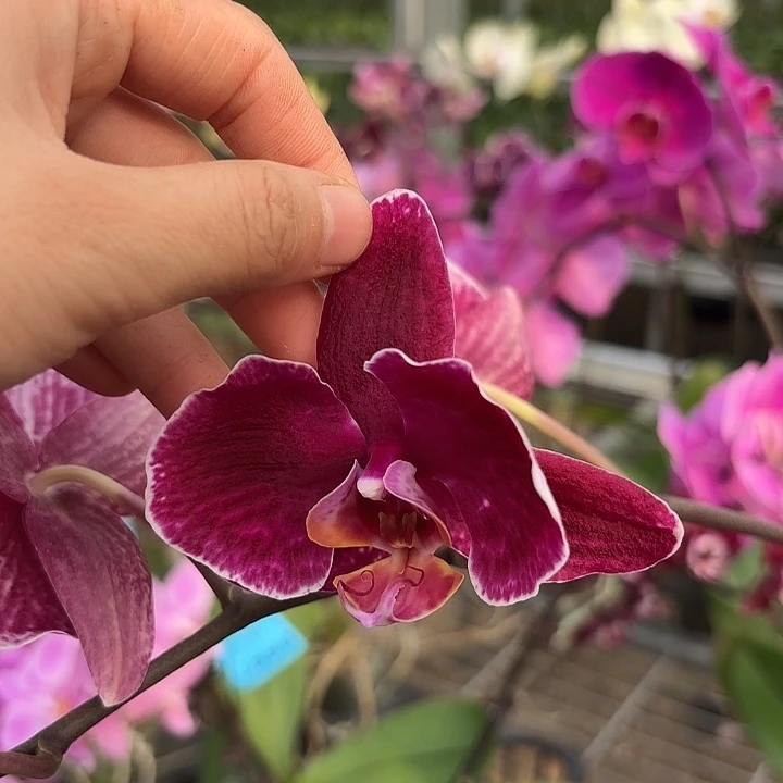 溶***吖完全开放0602蝴蝶兰一物一拍