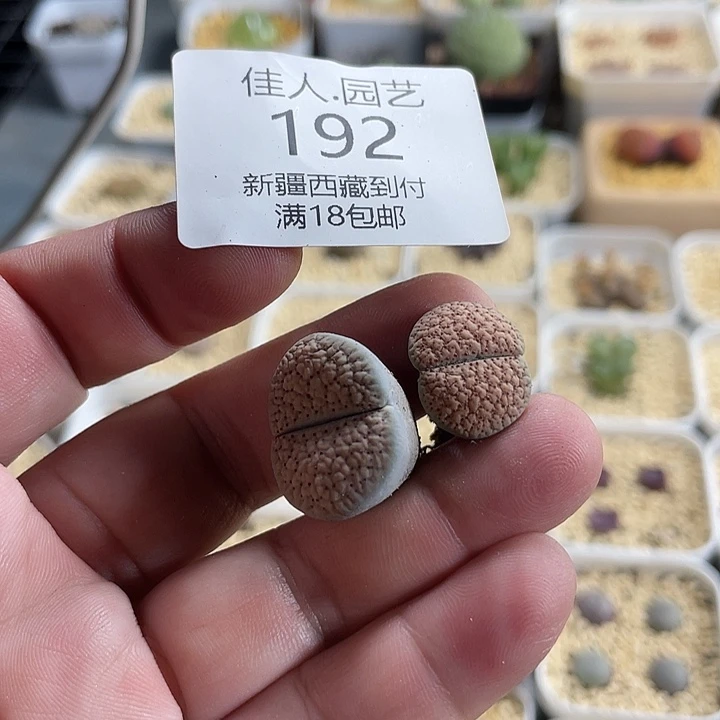 扎***P家人园艺博览会，192