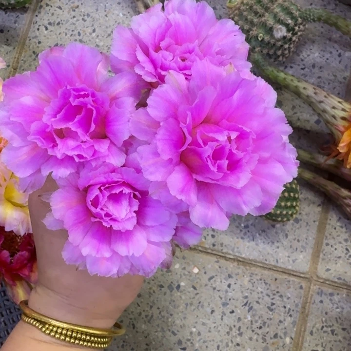 313彩草可可可歪无根侧牙4公分左右，20包邮