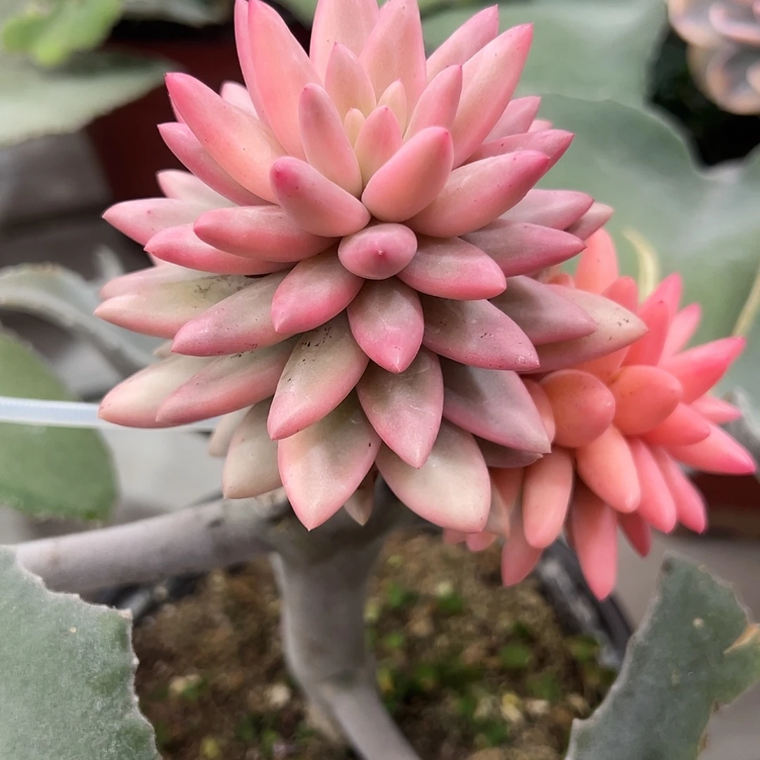 红蜻蜓锦嫁接多肉