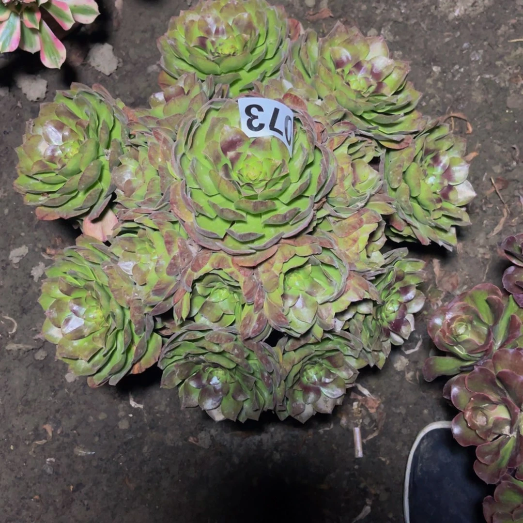 黑魔法师16–/////45包邮