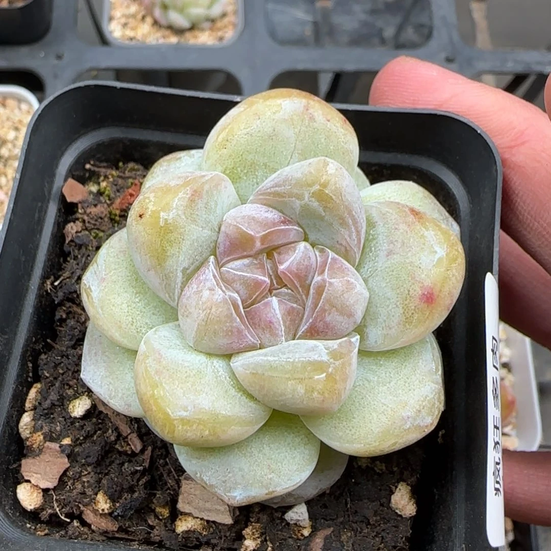 一物一拍冰玉10084