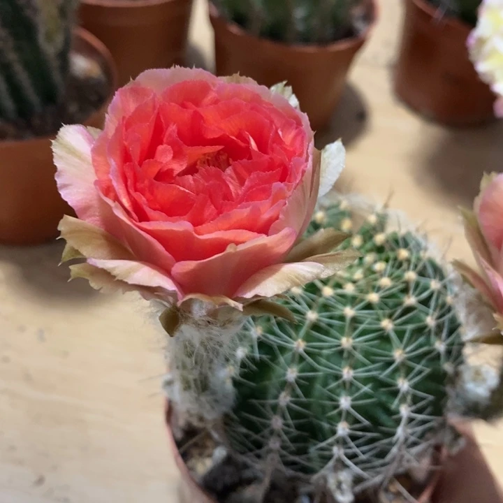 第*梦彩草仙人球系列