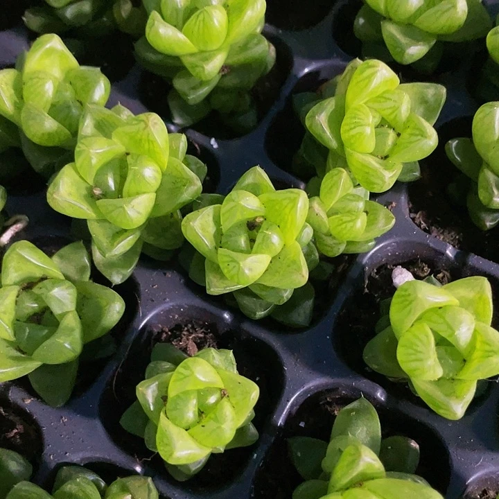 小草玉露1元带土