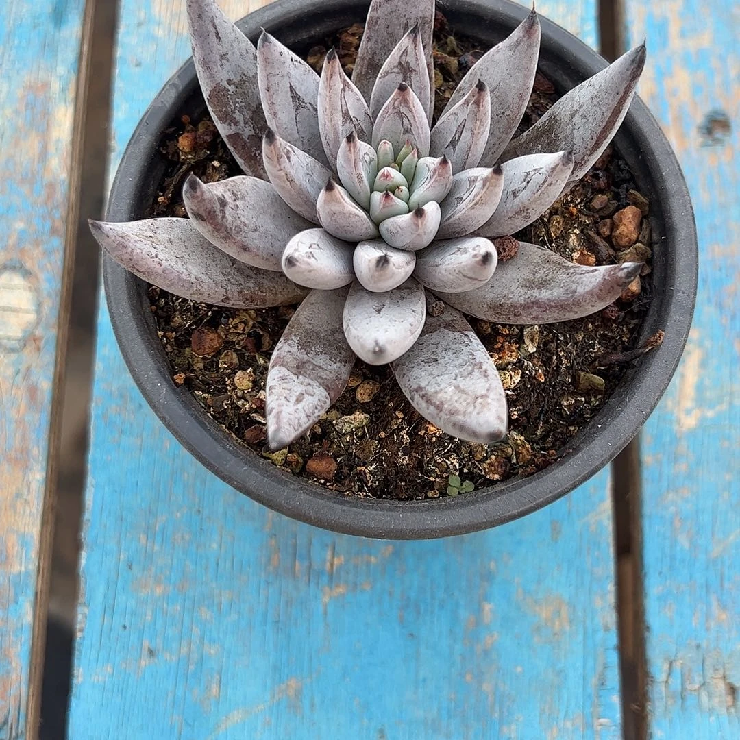 李***红魔爪单头多肉植物