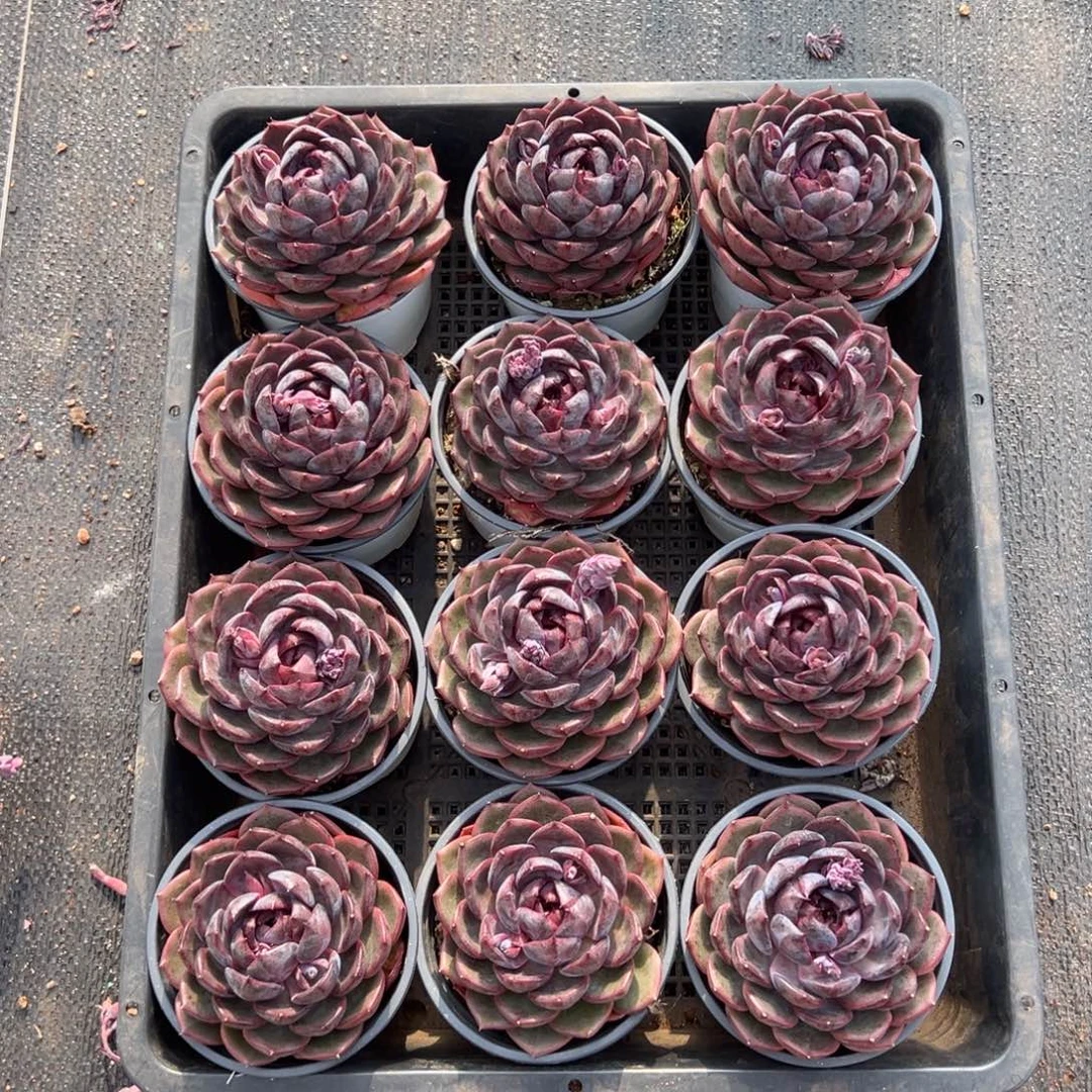 蓝莓单头，图中任意一颗，尺寸7+