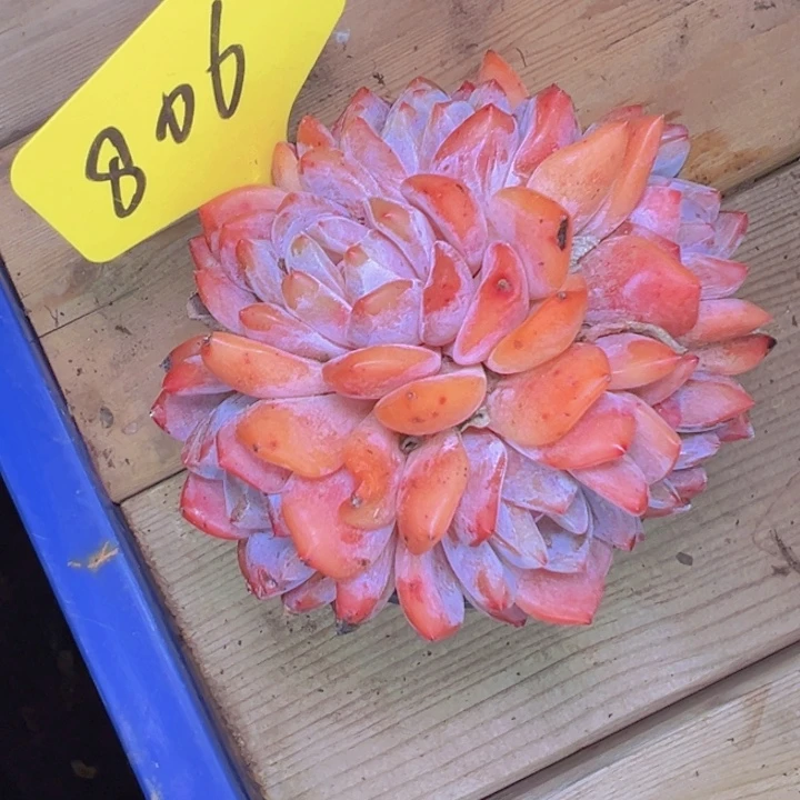 青***青806///////////////////