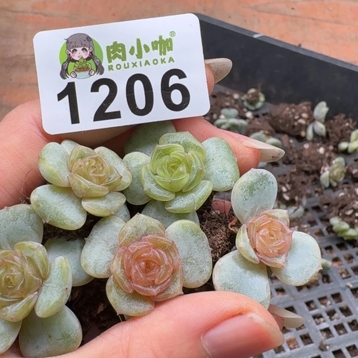 多肉植物多肉植物