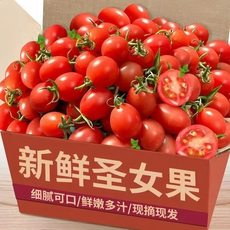 5斤圣女果番茄蔬菜孕妇水果新鲜樱桃西红柿现摘非千禧批发价