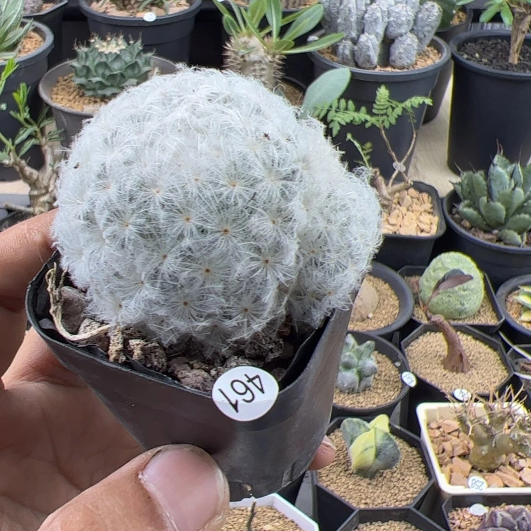 白星乳突一物一拍