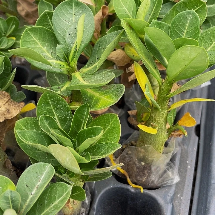 沙漠玫瑰2.8带土发货