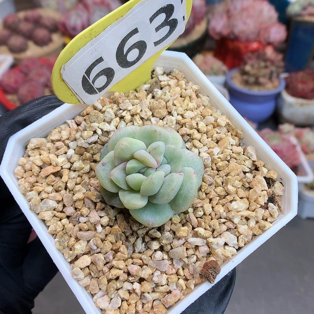 臭****?663 冰玉石化多肉