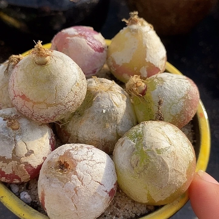 大灯泡母本一颗有伤   2.5厘米以上