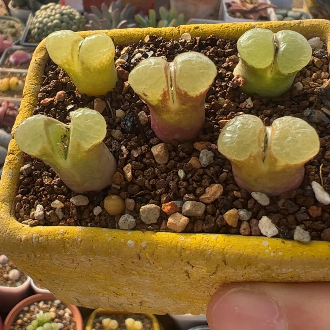 芭比一组多肉植物百科