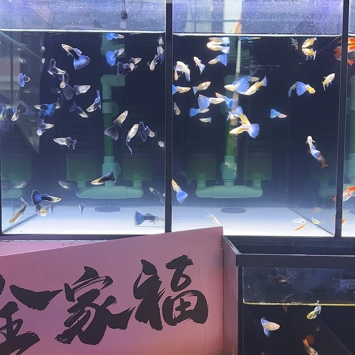 孔雀鱼11对天空蓝