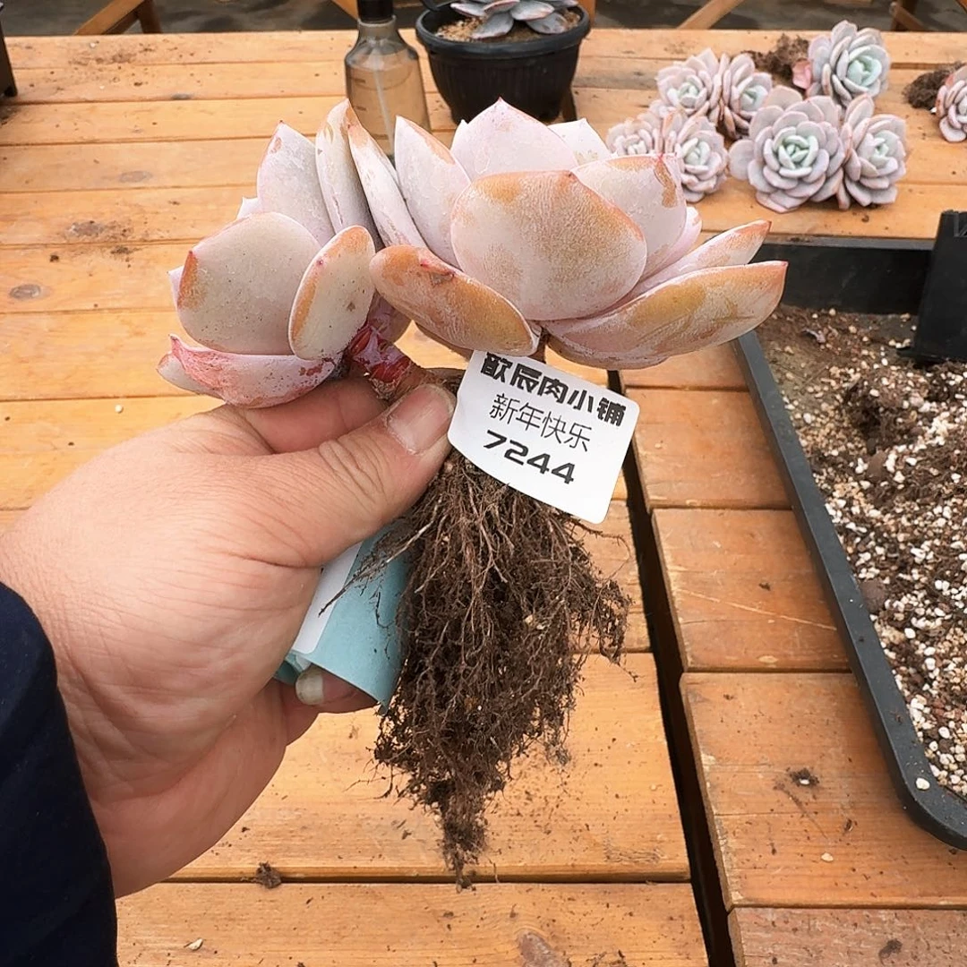 红*手多肉植物奶茶双头7244