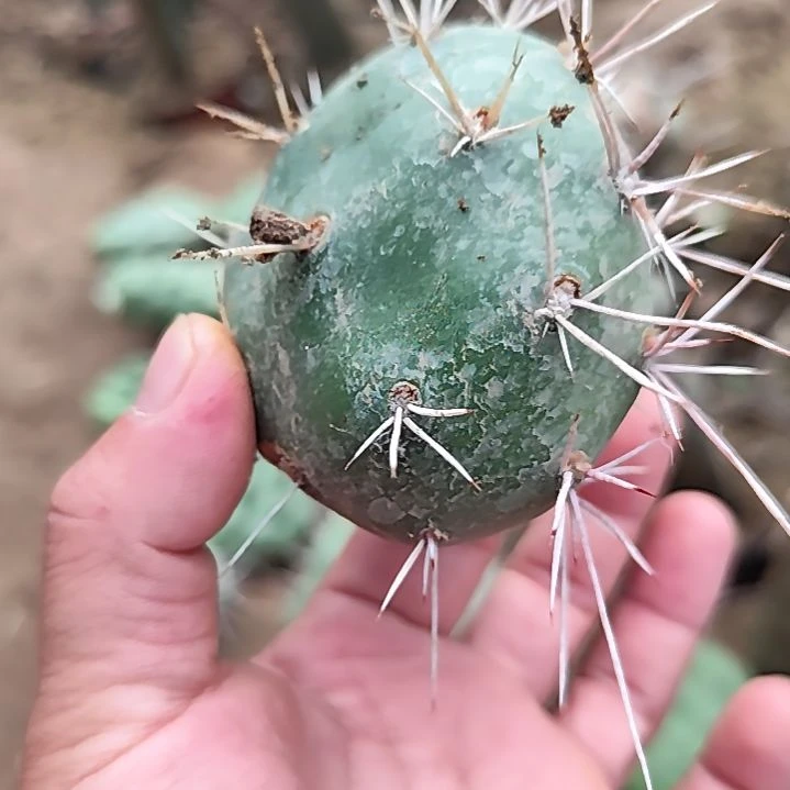 杰拉德硫磺仙人掌无根球
