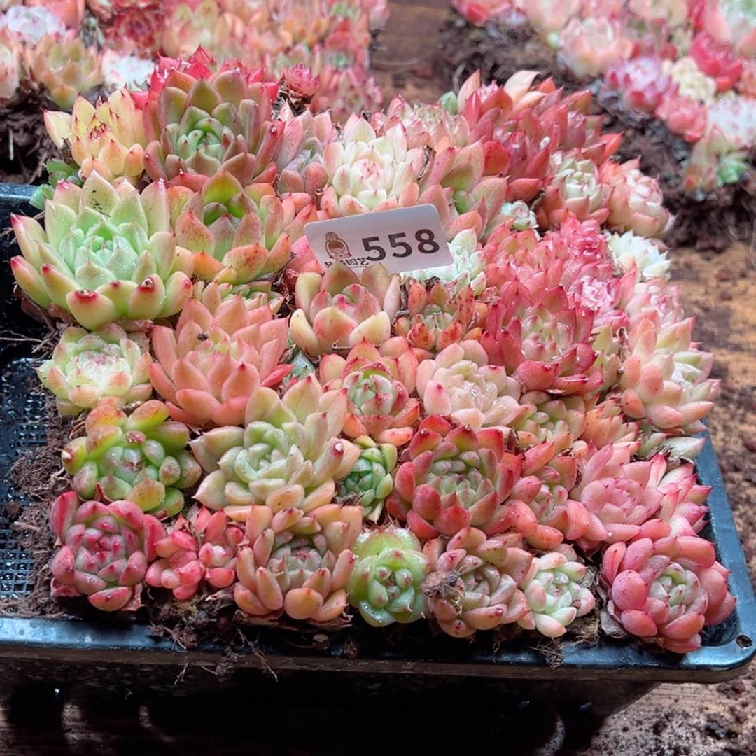 琳****游多肉植物多肉植物