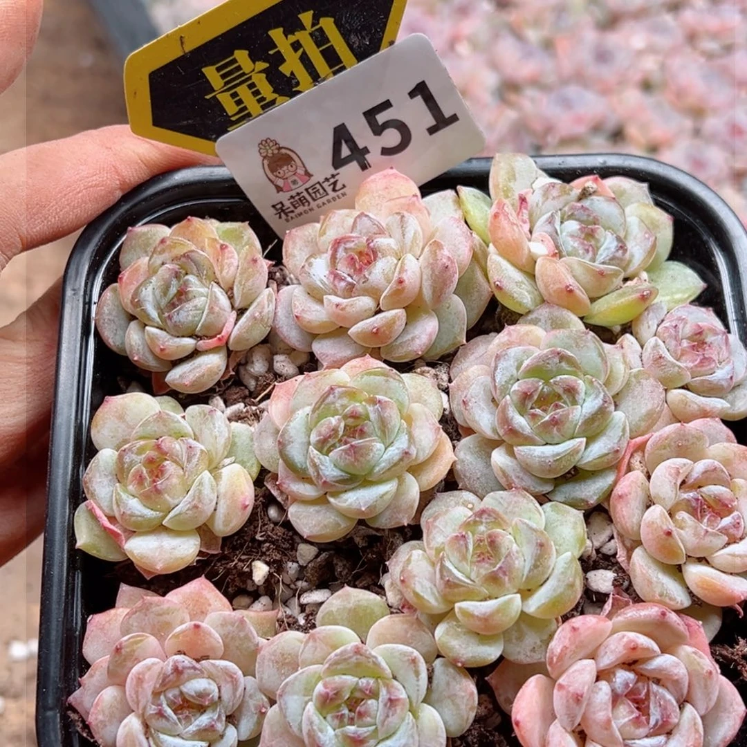 多肉植物多肉植物