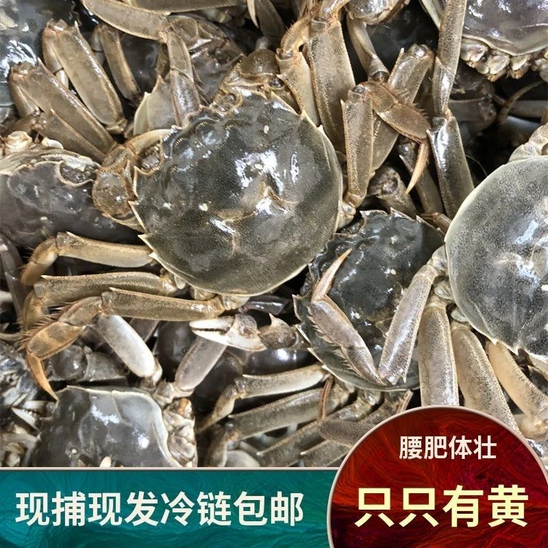 【活蟹】水牛赵河蟹2斤母蟹送半斤公蟹 每只0.8-1.1两