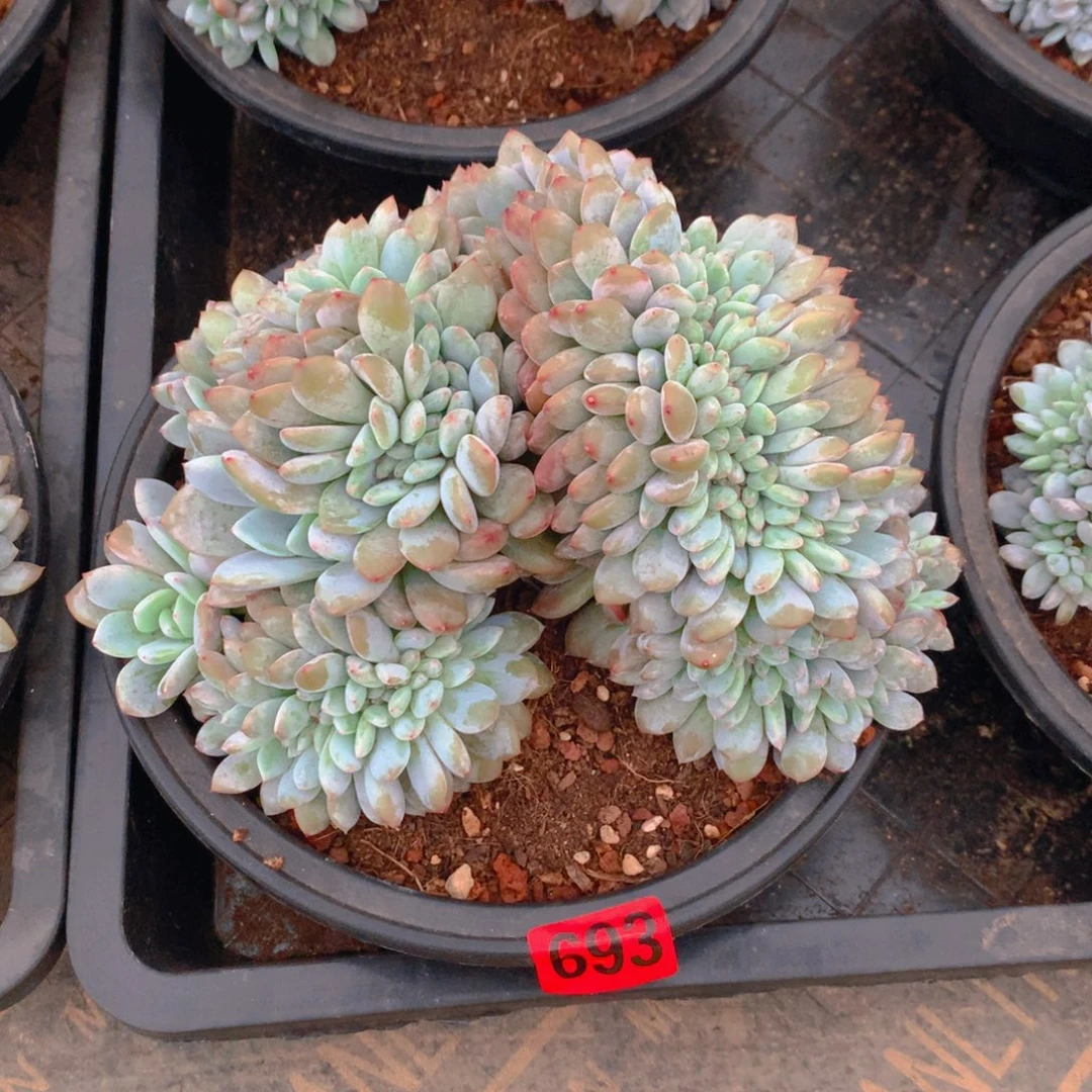 693橙子11111111111111