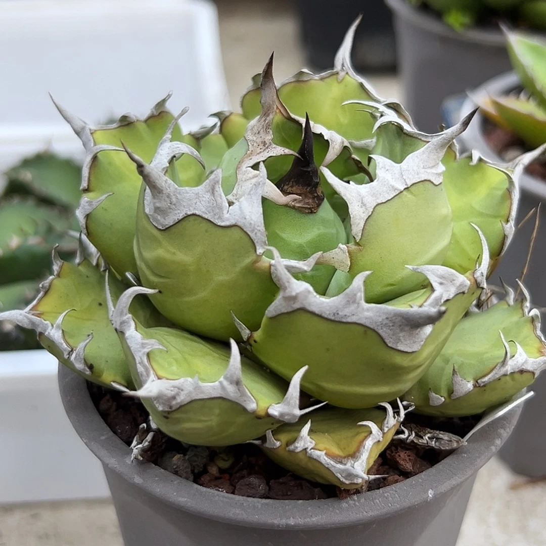 姬仁一物一拍偏远不包邮不退不换