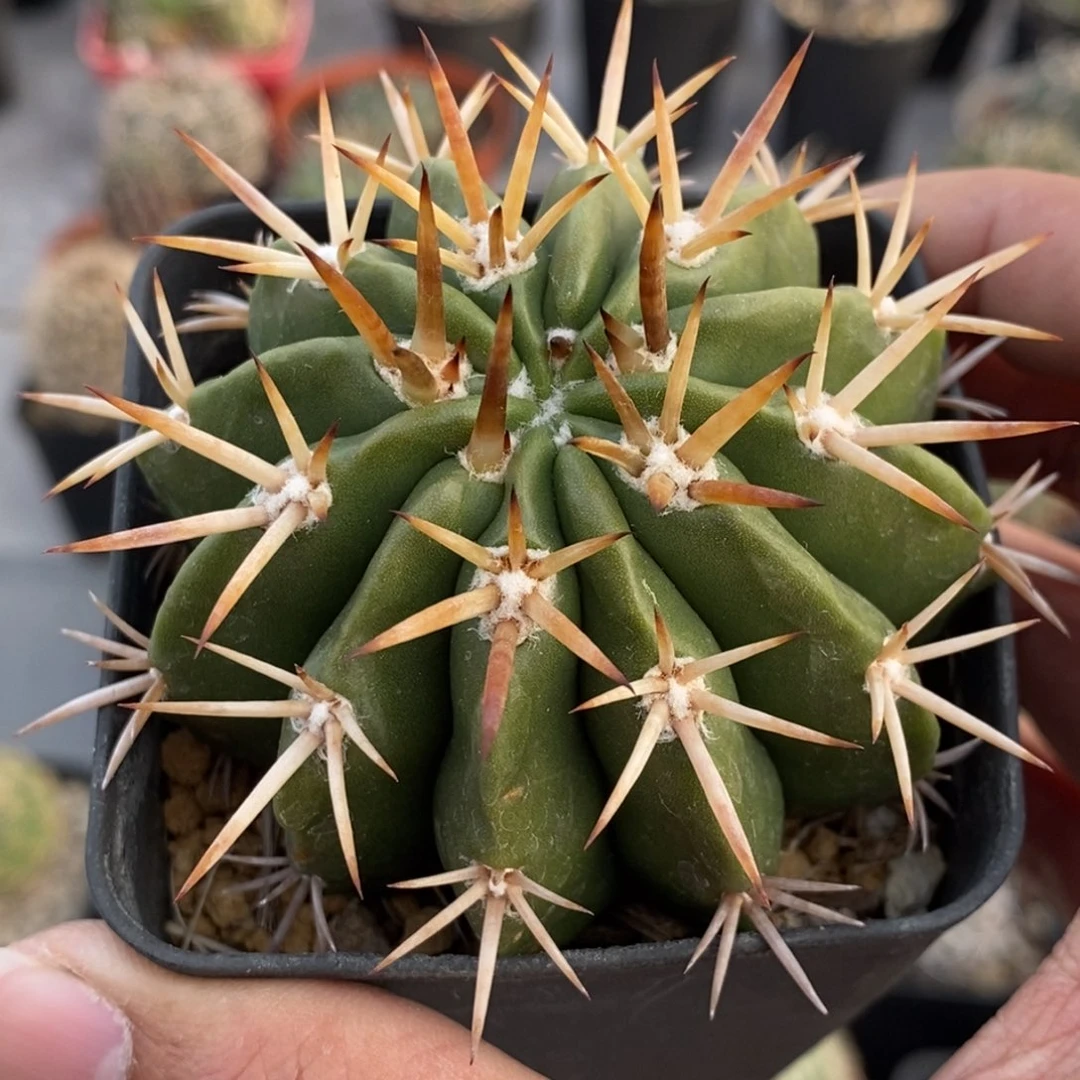 植播园艺短刺豪云