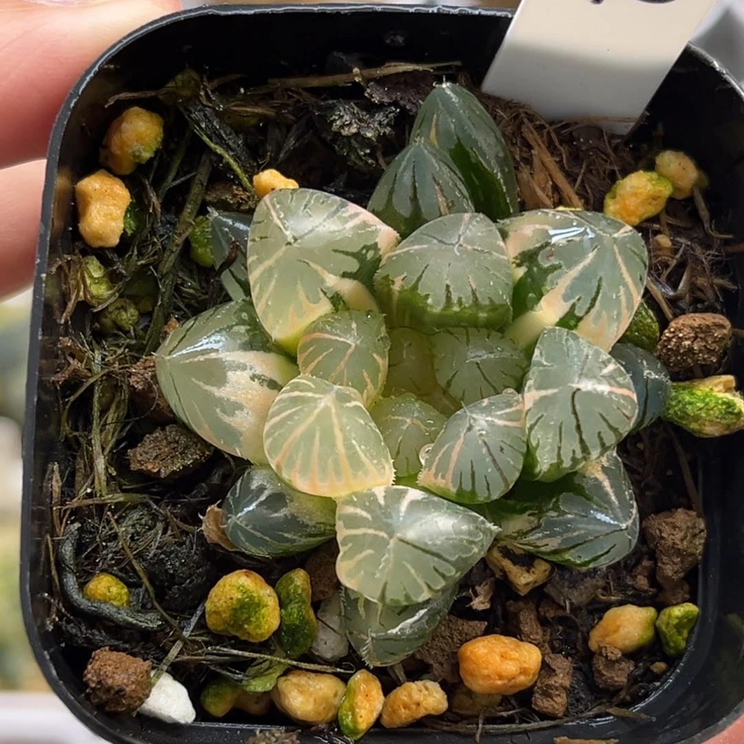 18龙爪玉露锦福利专场