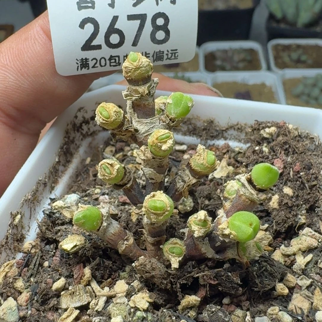 枝干短耳带盆土。