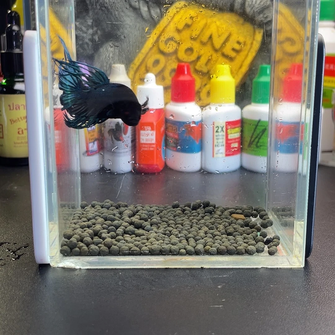 斗鱼37号1014早黑毒