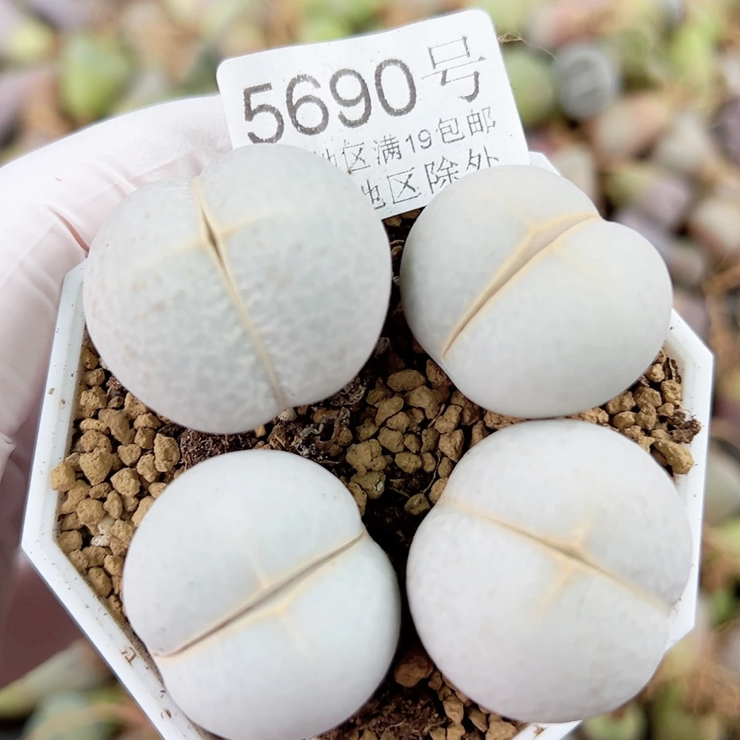 5690 好养易活生石花大母本