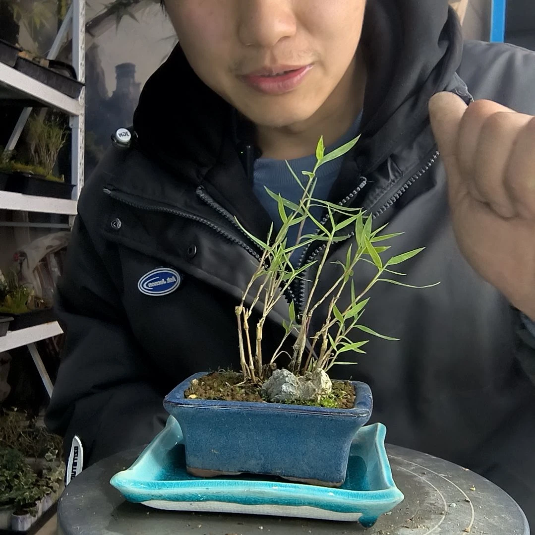 国**运小盆景小植物一物一拍210